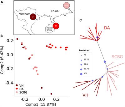 Intraspecies Genomic Divergence of a Fig Wasp Species Is Due to Geographical Barrier and Adaptation